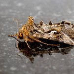 Papillon à cornes. תלת דבשתי